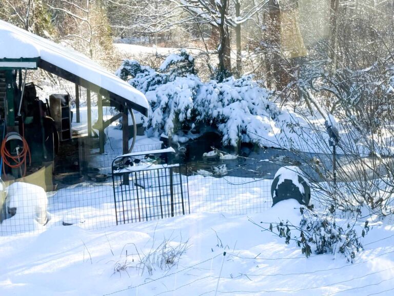 The pond and shed snowed in