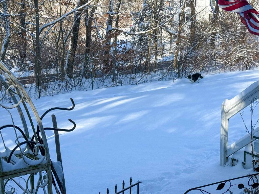 Our collie playing in the first snow