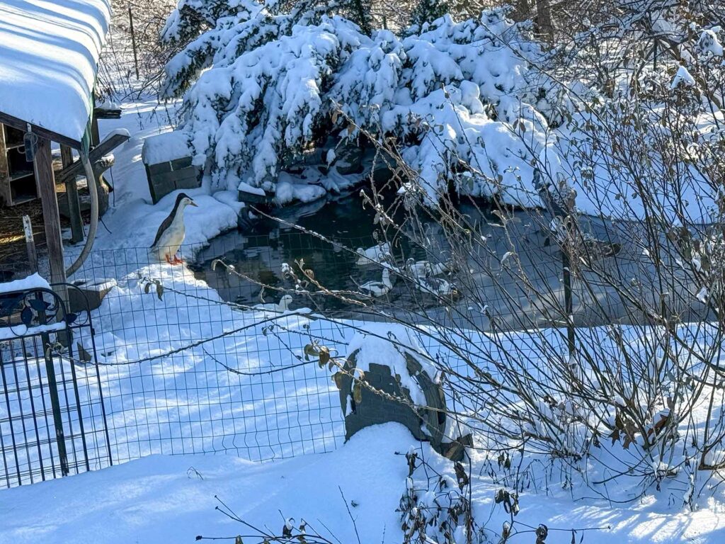 more snow on the pond