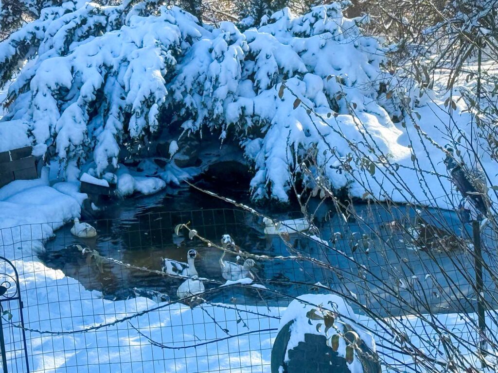 the pond in the snow