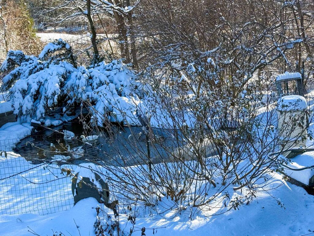 The pond in the snow