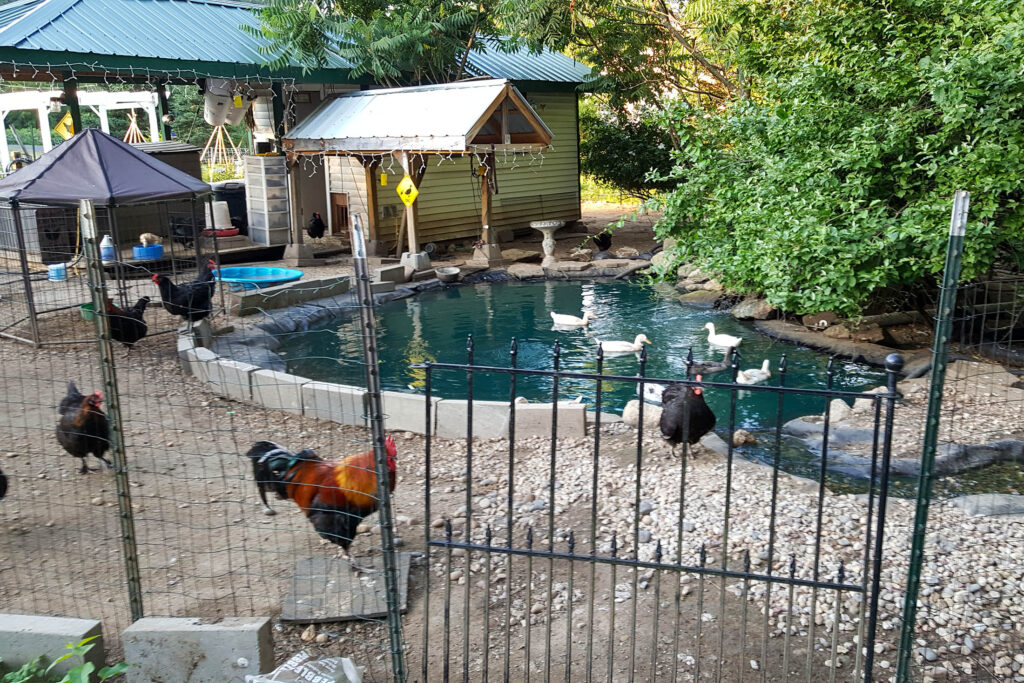 our little pond with chickens and ducks