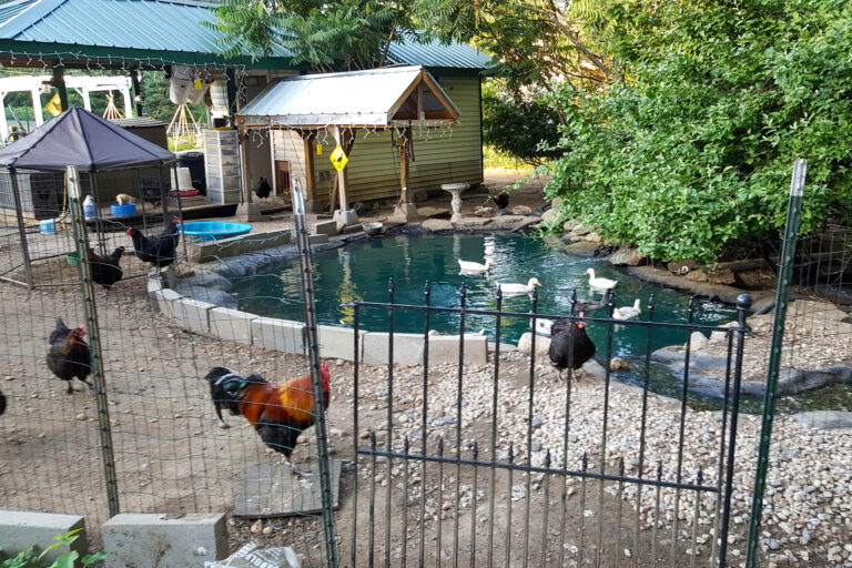 our little pond with chickens and ducks