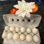 Free Range Duck Eggs