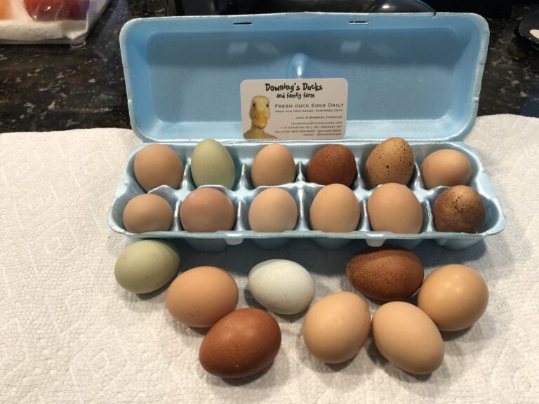 Free range chicken eggs near Amherst