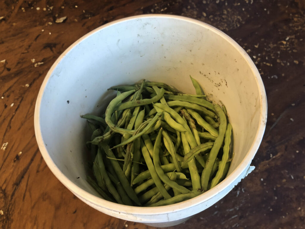 Blue Lake Green Beans in a bowl, Amherst, NH