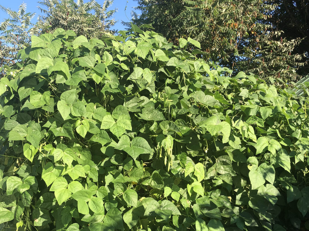 Blue Lake Green Beans growing on a terllis in Amherst , NH