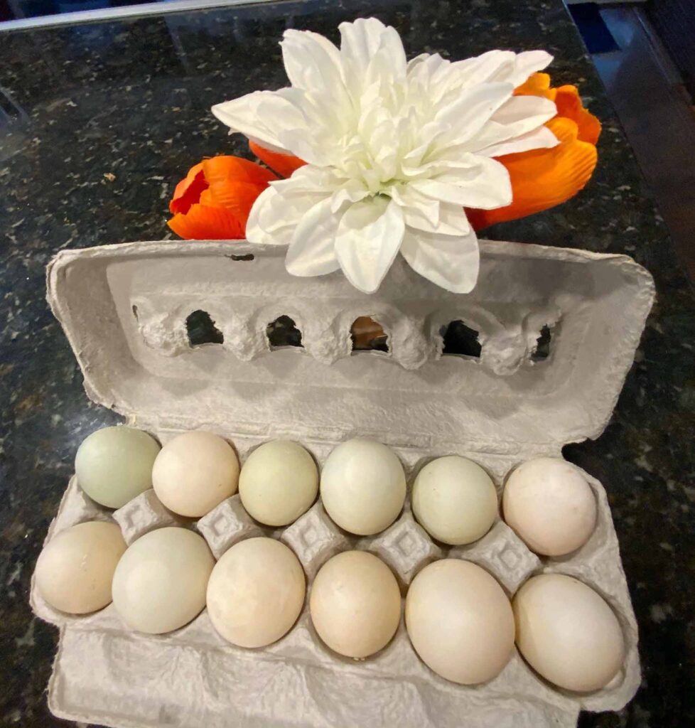 Picture of a dozen duck eggs