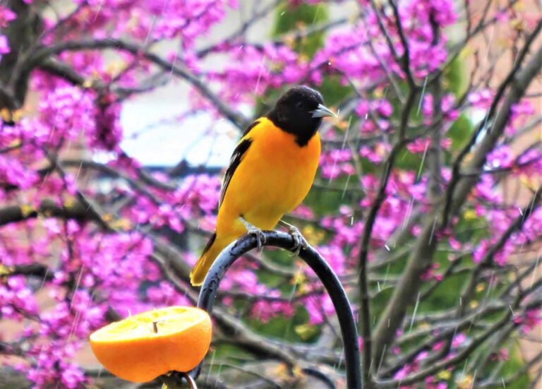 The male Baltimore Oriole, (Icterus galbula), is a small bright orange songbird found across the North Eastern U.S.