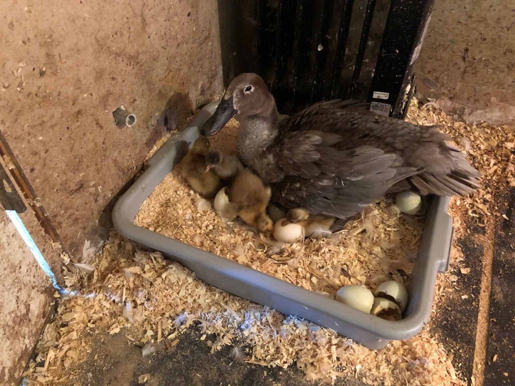 A hatching of ducks