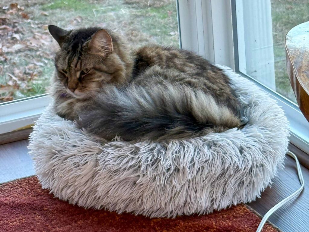 Walter the Cat